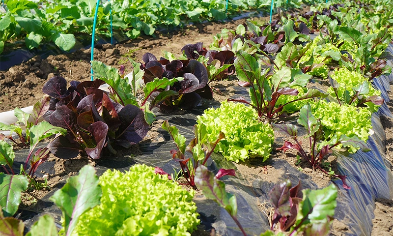 新緑の中で始まる、夏野菜の植え付け