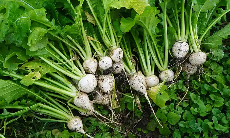 冬支度と旬の野菜