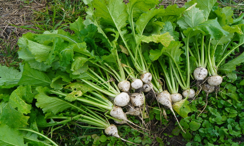 冬支度と旬の野菜