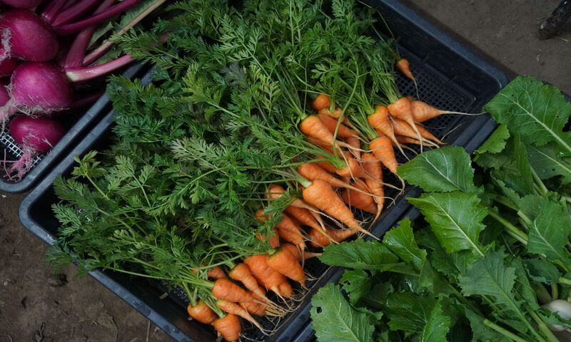 ELECTORE FARMの冬野菜の収穫と、春への準備