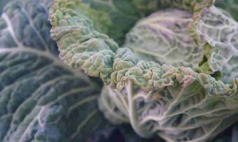 ELECTORE FARMの冬野菜の収穫と、春への準備