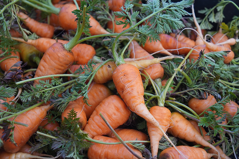 ELECTORE FARMの冬野菜の収穫と、春への準備