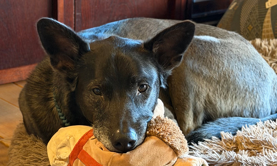 あの人の美しさの理由 柴田理恵