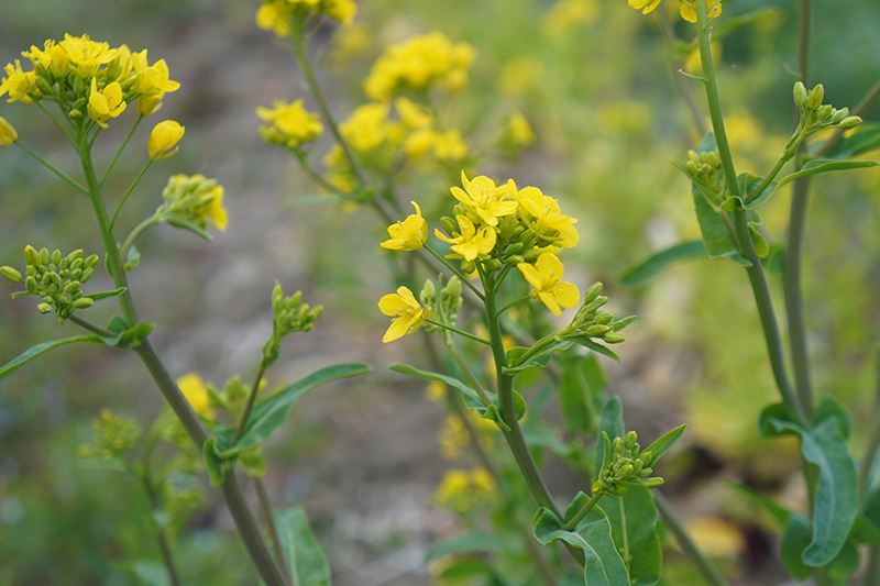 日差しに春のぬくもりを感じるELECTORE FARM