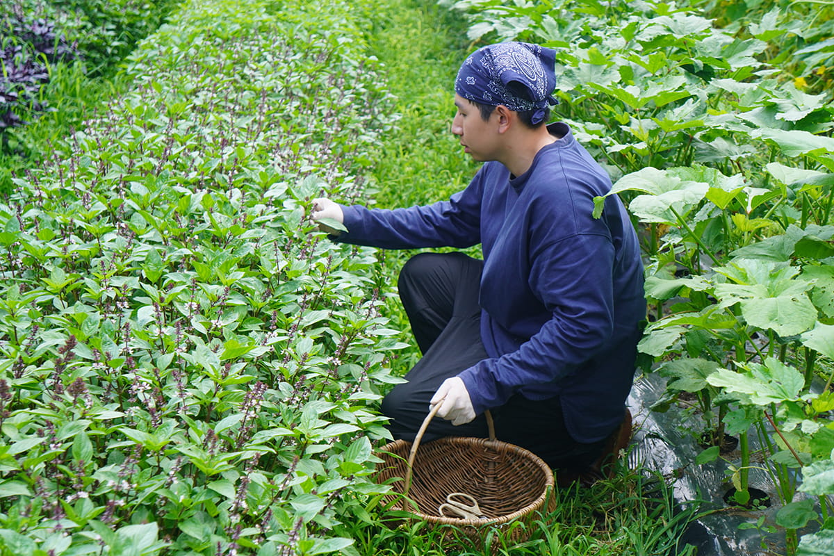 厳しい暑さのなかで育つELECTORE FARMの夏野菜